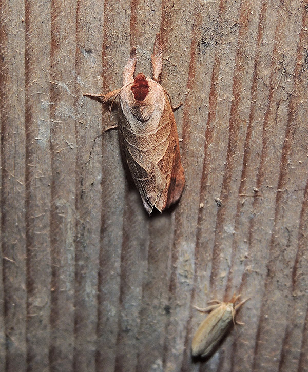 Clostera curtula Notodontidae